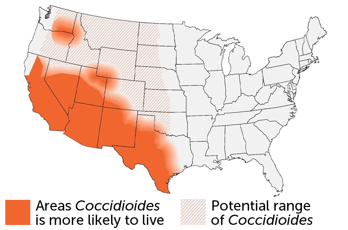 An illustration shows Coccidioides fungi as chains of rectangular cells